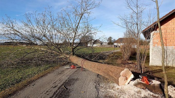 Arbre abattu couché en travers d’une route, tronçonneuses au sol